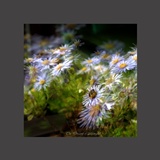 dailyPhoto1